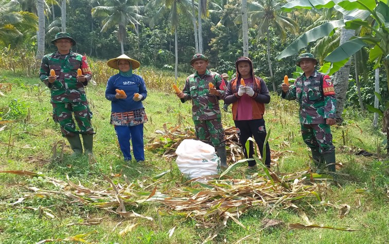 Hadir Di Tengah Masyarakat, Babinsa Pos Wonotirto Bantu Warga Sumberboto Memanen Jagung