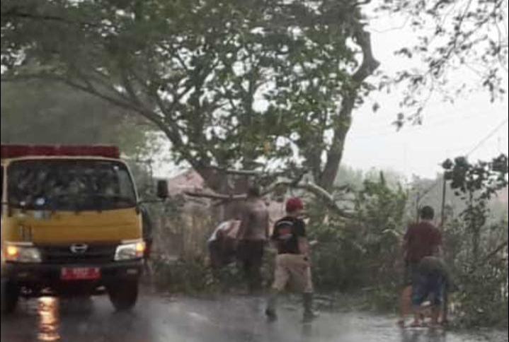 Hujan Deras Disertai Angin Kencang, Camat Juntinyuat Evakuasi Pohon Tumbang