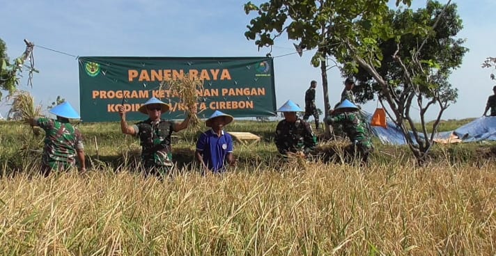 Kodim 0614/Kota Cirebon Laksanakan Panen Raya Padi, Sukseskan Hanpangan