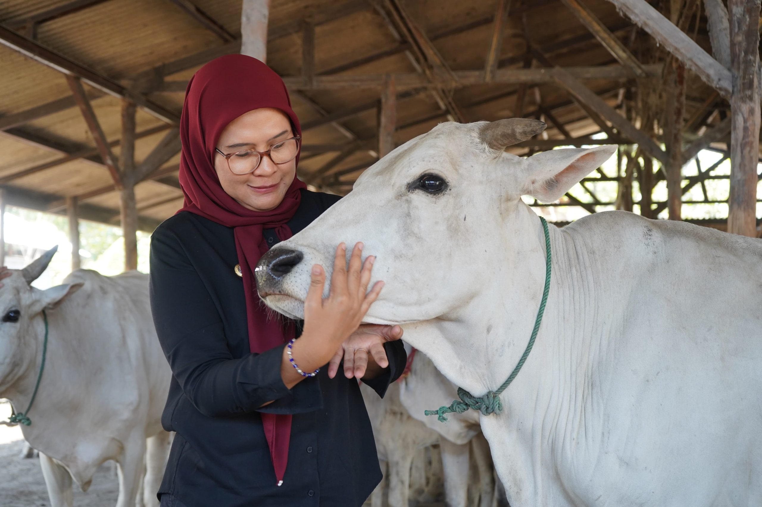 Peternak Sapi Bolang Indramayu Gembira, Bupati Nina Agustina Berikan Bantuan dan Jalan Baru