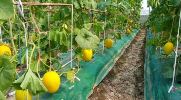 Produksi Terus Meningkat, Melon Indramayu Diminati Pasar Jawa Barat