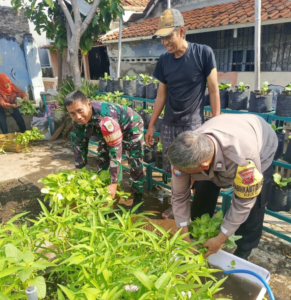 Babinsa Panen Kangkung, Dukung Program Ketahanan Pangan