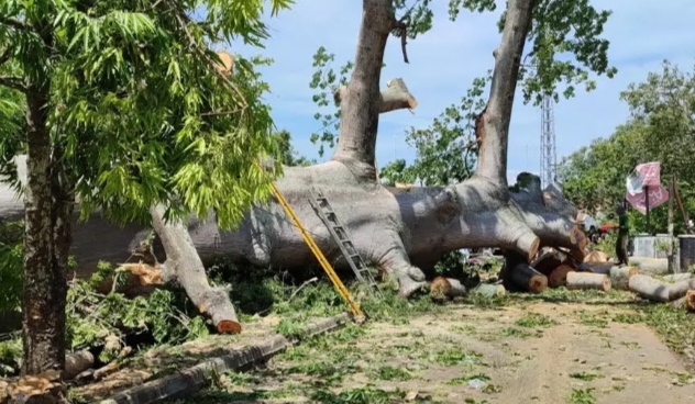 Pohon Rangdu Gede Yang Menjadi Ikon Indramayu Tumbang