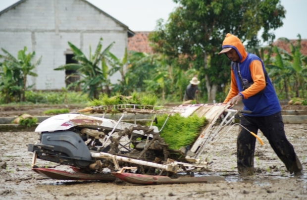 Bupati Nina Agustina Sinergikan Program Pertanian, Irigasi Padi Hemat Air Terus Dikembangkan di Indramayu