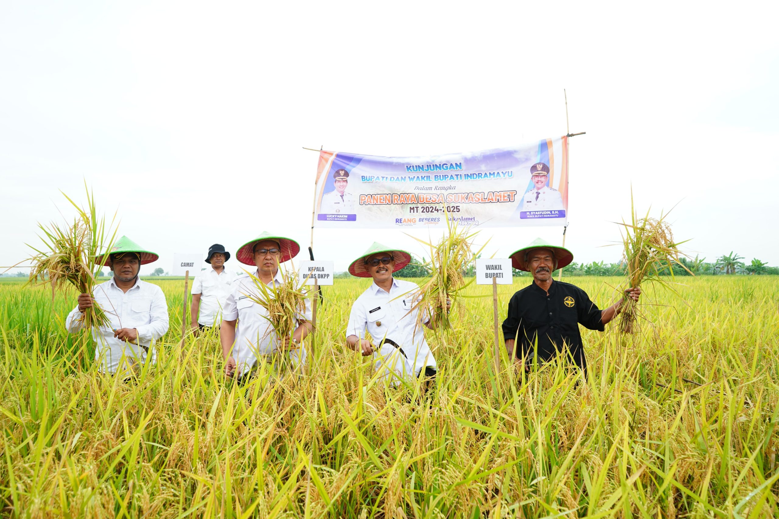 Panen Perdana di Lahan Tadah Hujan Desa Sukaslamet: Wakil Bupati Indramayu Apresiasi Kerja Keras Petani