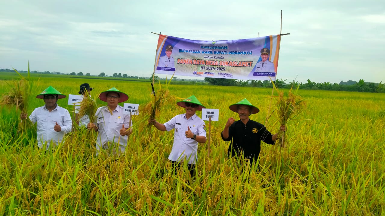 Hadiri Panen Raya Padi Wabup Saefudin Dukung Program Ketahanan Pangan