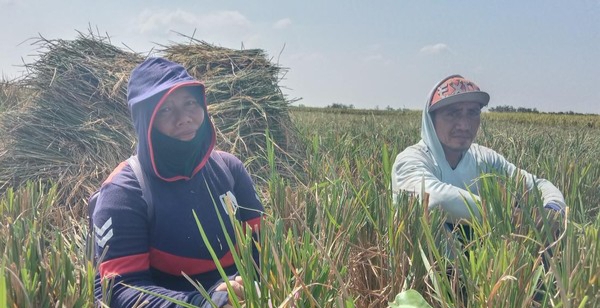 Obrolan dengan Pasutri Petani Indramayu di Hari Buruh