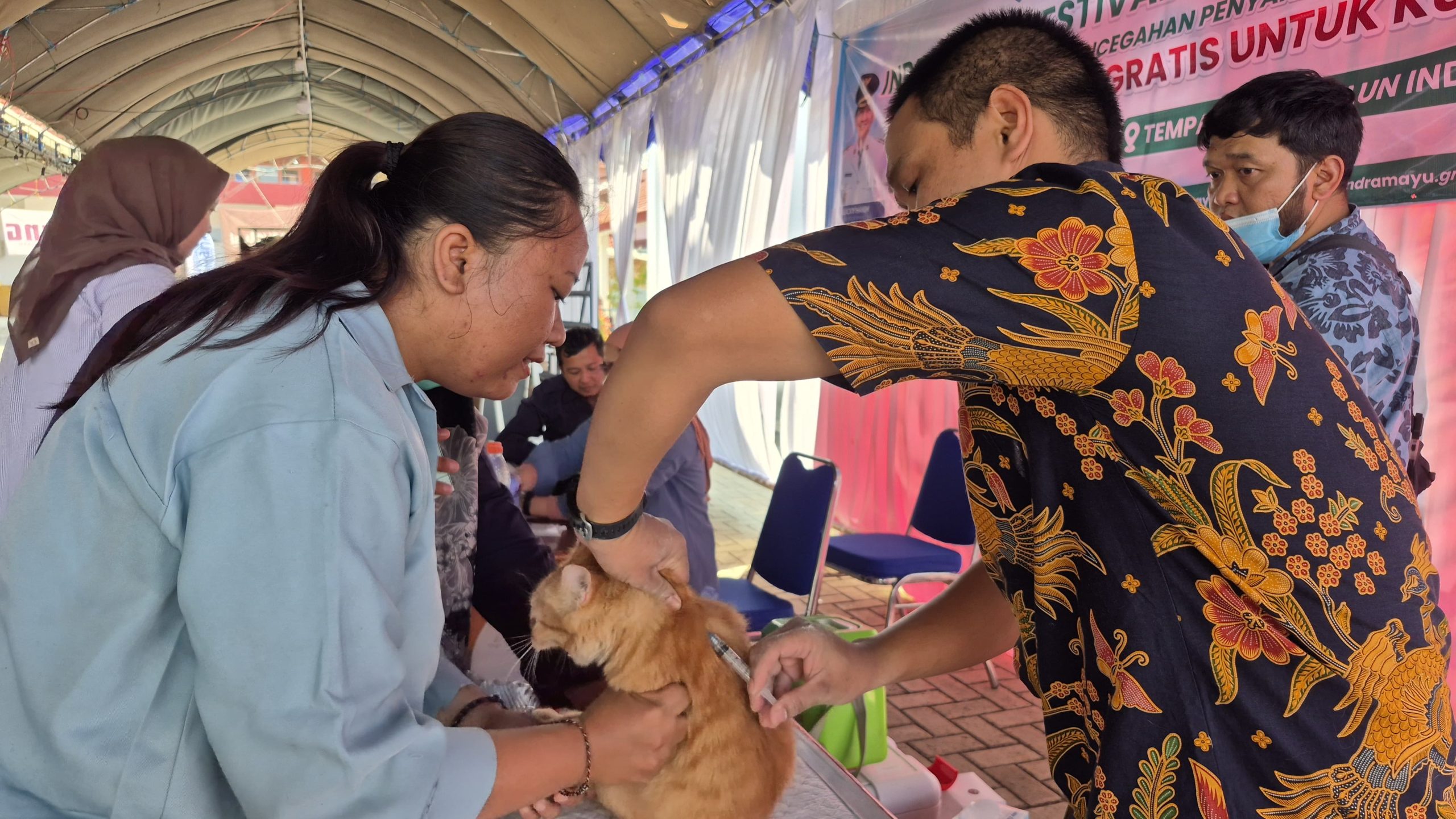 Vaksinasi Rabies Gratis untuk Kucing Warnai Indramayu Festival & Reptil Contest