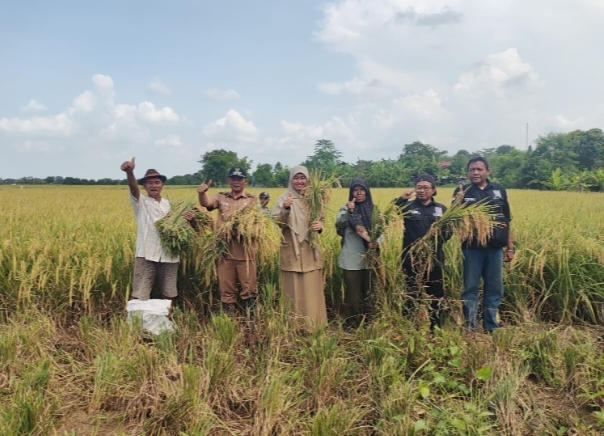 Ubinan di Desa Juntikedokan, Produktivitas Padi Capai 13,92 Ton/Ha GKP